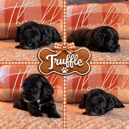 Truffle - Black female Cavapoo puppy in Mayo, Florida from Kingston’s Cavaliers