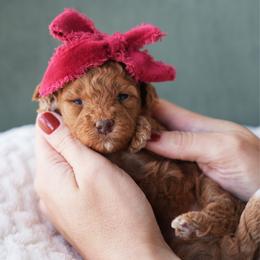 Red girl 3500 includes USdelivery - Red  female Goldendoodle puppy in Mayfield, Utah from Ruff Country Doodles