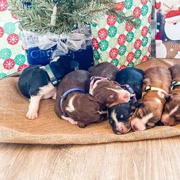 Aussiedoodles, Goldendoodles, Poodles, Saint Berdoodles, Saint Bernards, and Sheepadoodles from Rocky Ridge Ranch