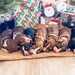 Aussiedoodles, Goldendoodles, Poodles, Saint Berdoodles, Saint Bernards, and Sheepadoodles from Rocky Ridge Ranch