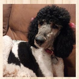 "Liberty" Bearded Retriever, Bernedoodle, and Poodle Puppies from Doodle Belle Puppy