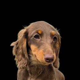 The Hatter- Alice in Wonderland Theme Litter. - Chocolate and tan female Dachshund puppy in Woodland, Washington from SJs Dachshunds