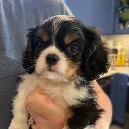 Tri Boy - Tri-color male Cavalier King Charles Spaniel puppy in Little Rock, Arkansas from Montra Japanese Chin & Cavalier King Charles Spaniels