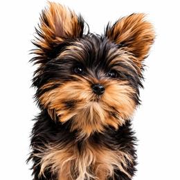 Tiny Tim - Yorkshire Terrier