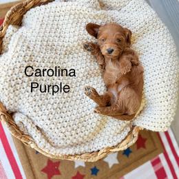 Caroline - Red  female Goldendoodle puppy in Springville, Utah from JW Doodles
