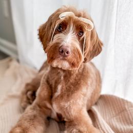 Prim - Goldendoodle