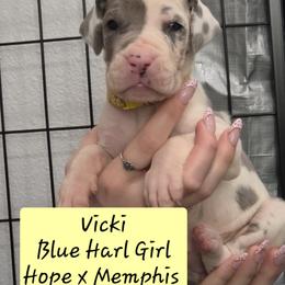 Vicki - Blue and white female Great Dane puppy in Longview, Texas from Lazy A Danes