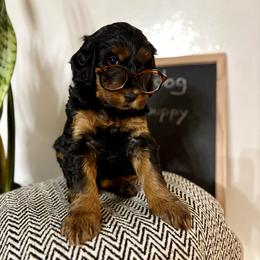 Girl 4 - Phantom female Goldendoodle puppy in Washington, Illinois from Lola Bear Goldendoodles