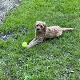 Goldendoodle Puppies from Coal Country Doodles