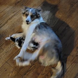 Aussie - Miniature Australian Shepherd