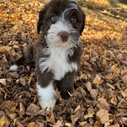 Portuguese Water Dog Puppies from Cornerstones Porties