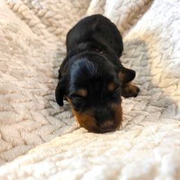 Zolo - Black and tan female Dachshund puppy in Lubbock, Texas from Wagging Tails