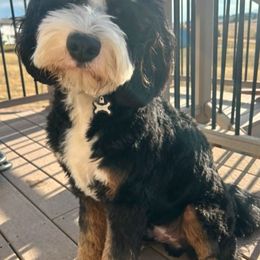 Tucker - Bernedoodle