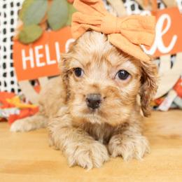 Cali - Red female Cocker Spaniel puppy in Rattan, Oklahoma from Double M Cocker Spaniels