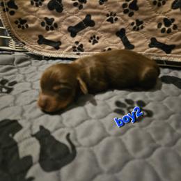Boy 2 - Chocolate and tan male Dachshund puppy in New Castle, Colorado from Shaffers low riding weiners