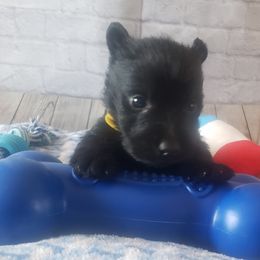 Scottish Terrier Puppies from Atta Scottie