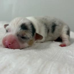 Kona - Blue merle and white male American Corgi puppy in White Hall, Maryland from Folly Acres Corgis