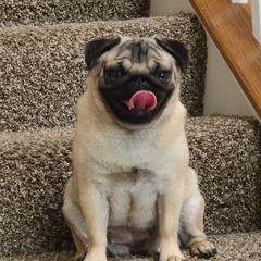 Astrid - Pug