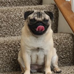 Astrid - Pug