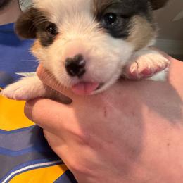 Faith - Black and tan female American Corgi puppy in Orangevale, California from Corgis of the Heart