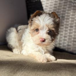 Charming - Chocolate, tan and white male Yorkshire Terrier puppy in Hardin, Texas from Katrinas puppies
