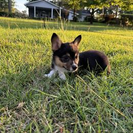 Pembroke Welsh Corgi Puppies from Synergy Stables, Inc.