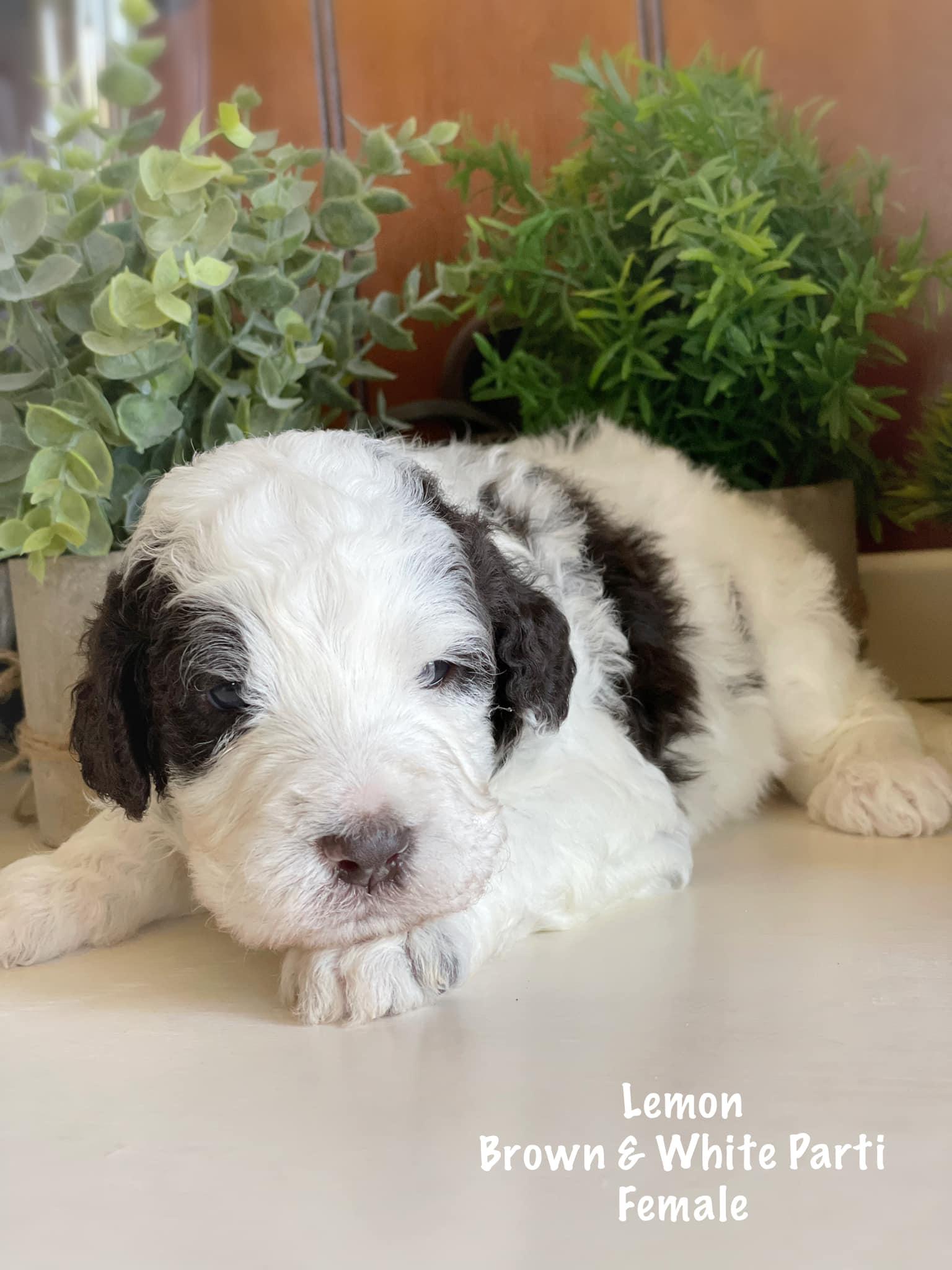 Hudson Shore Bernedoodles in Oklahoma Bernedoodle puppies Good Dog