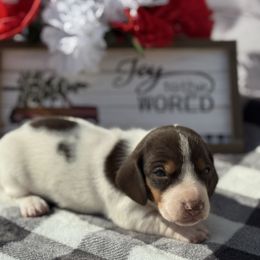 Alice - Piebald female Dachshund puppy in Colbert, Oklahoma from Brooke Crenshaw