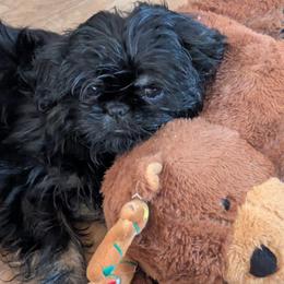 Sweet Dobie Boy - Black and tan male Shih Tzu puppy in Surry, Maine from McKayla Hairston