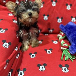 Yorkshire Terrier Puppies from Rosann Serna
