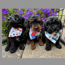 Poodle puppies from Poo's Doo's & Inu's