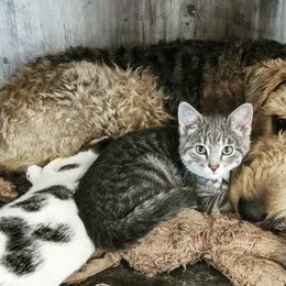 Airedale Terriers from Calarly Airedales