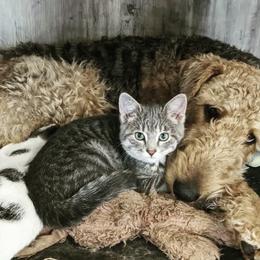 Airedale Terriers from Calarly Airedales