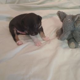 Hawk - Black white and tan male Rat Terrier puppy in Harbison Canyon, California from Manumit Rat Terriers