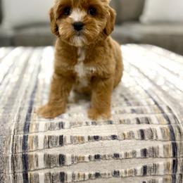Dos - Red male Australian Labradoodle puppy in Calhoun, Louisiana from Arrowhead Australian Labradoodles