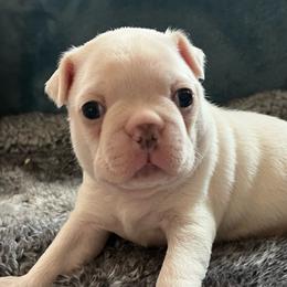 Frost - Blue male Boston Terrier puppy in Red Bluff, California from SunnyValley Bostons