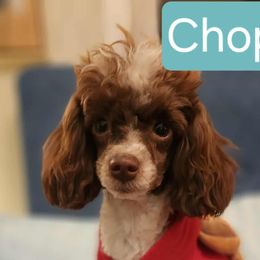 Chopper - Poodle