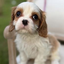 Girl 1 - female Cavalier King Charles Spaniel puppy in Piney Flats, Tennessee from Holston Mountain Cavaliers