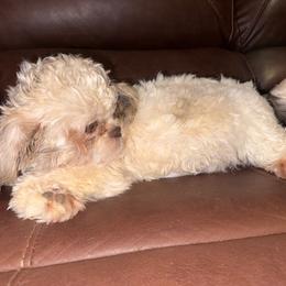 Princess Leia - Shih Tzu