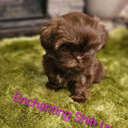 Akc  chocolate Tootsie - Chocolate and tan female Shih Tzu puppy in Dexter, Kentucky from Enchanting Shih tzu