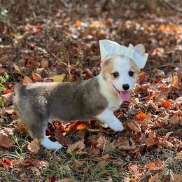Patriot - Red male Pembroke Welsh Corgi puppy in Hope, Arkansas from Foxy Knoll Farm