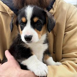 Clover - Black and tan male Pembroke Welsh Corgi puppy in Paxton, Illinois from McGovern Family Corgis