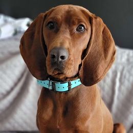 Azula - Redbone Coonhound