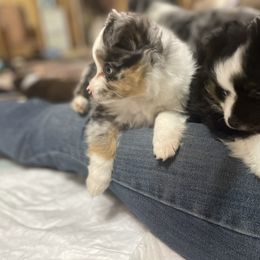 Australian Shepherd and Toy Australian Shepherd Puppies from Little Creek Ranch