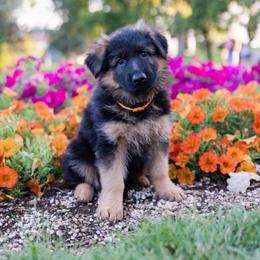 Girl 1 - female German Shepherd puppy in Loveland, Colorado from Coal Creek Shepherds
