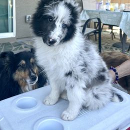 Guinness - Blue merle and white male Shetland Sheepdog puppy in Williams, Arizona from Pat's Shetland Sheepdogs