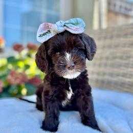 Jessie - Chocolate female Australian Labradoodle puppy in Morgan Hill, California from Loving Labradoodles