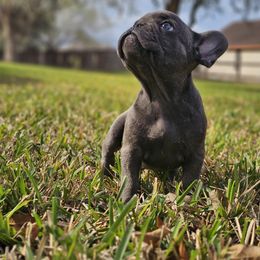 French Bulldog Puppies from Charles Frenchies