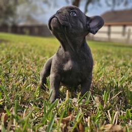 French Bulldog Puppies from Charles Frenchies