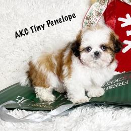 AKC Tiny Penelope - Red and white female Shih Tzu puppy in Greenville, South Carolina from Babyface Shih Tzu